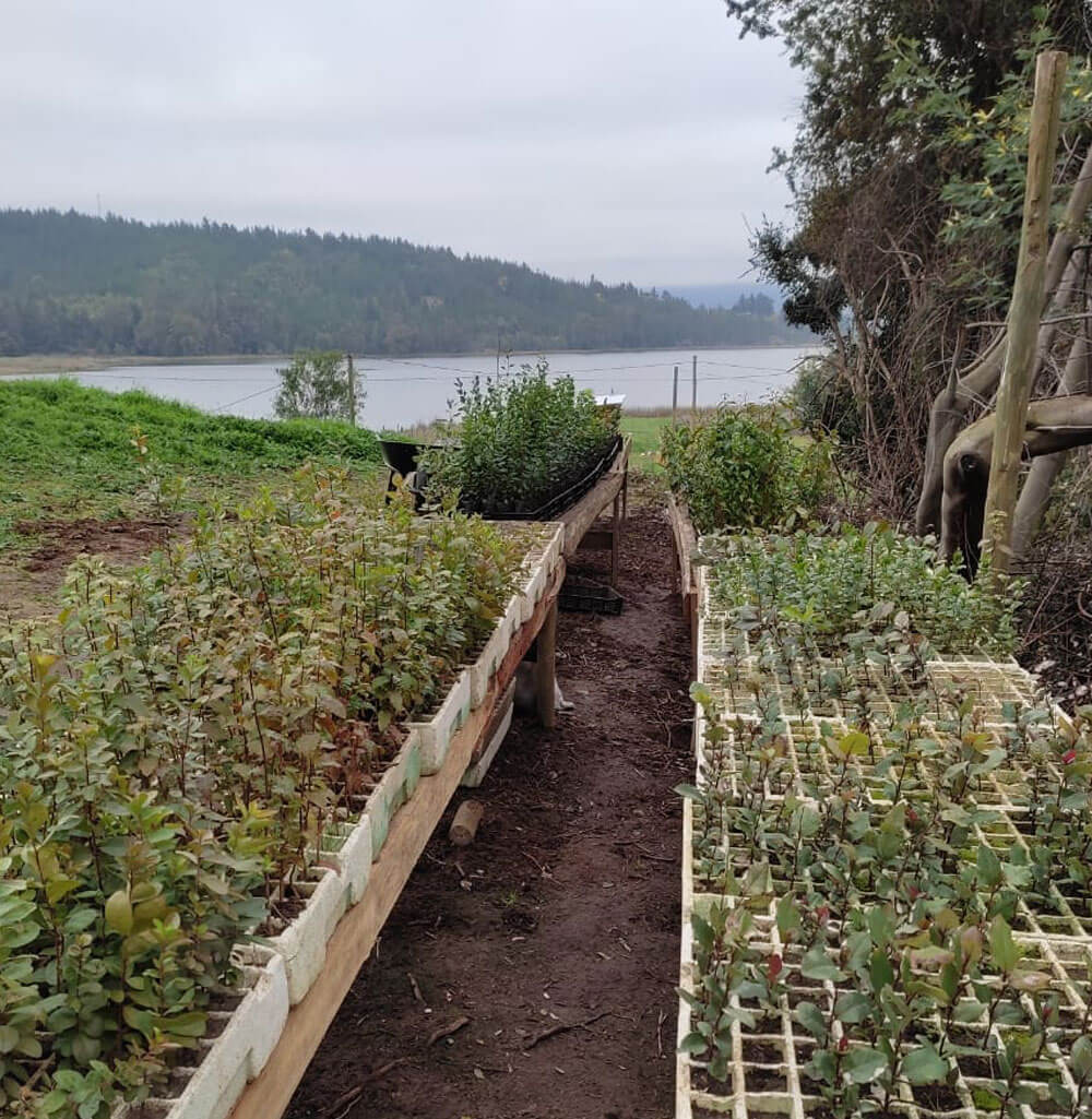 Vivero Bosque Vivo