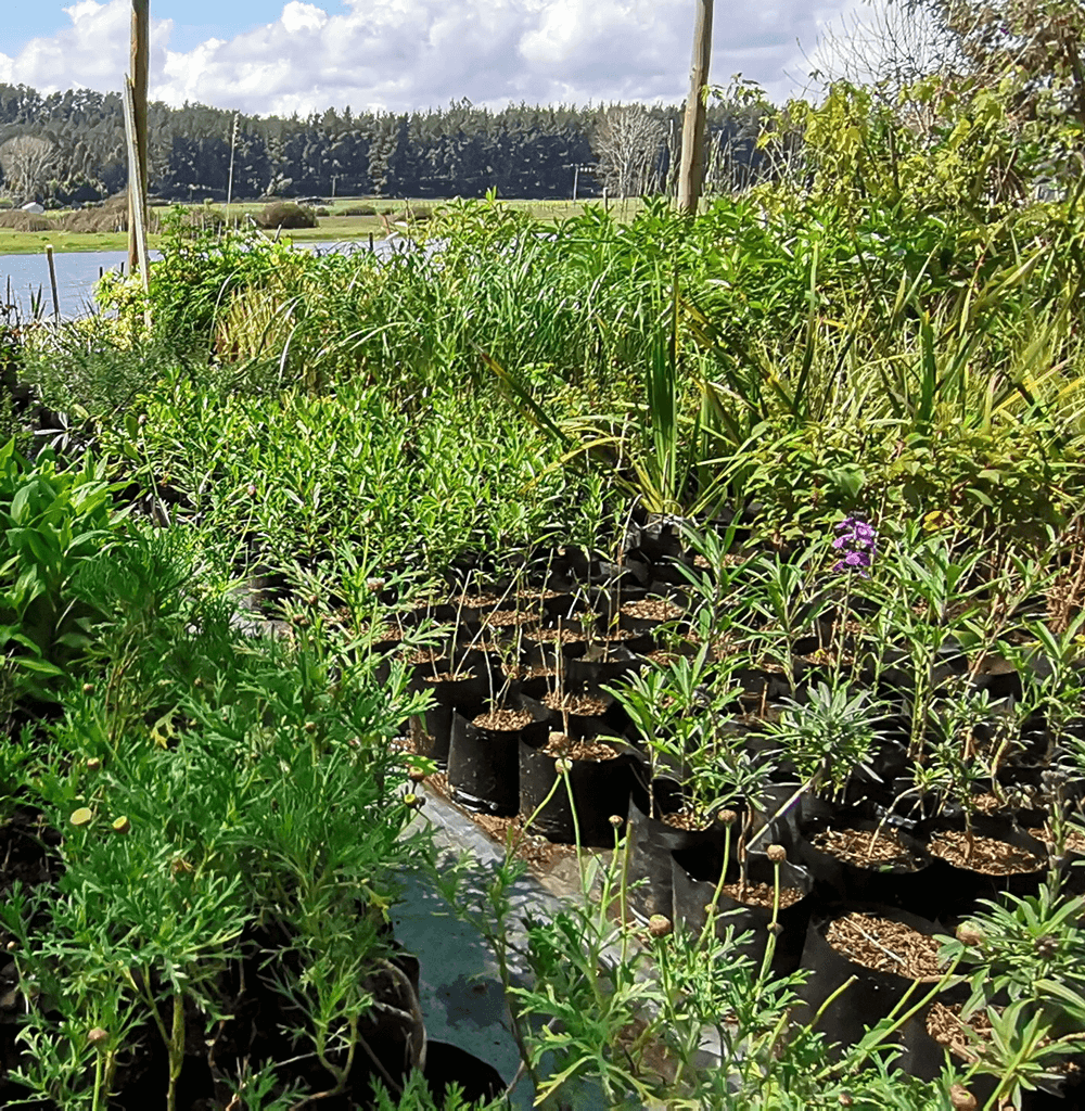 Jardín Anabel