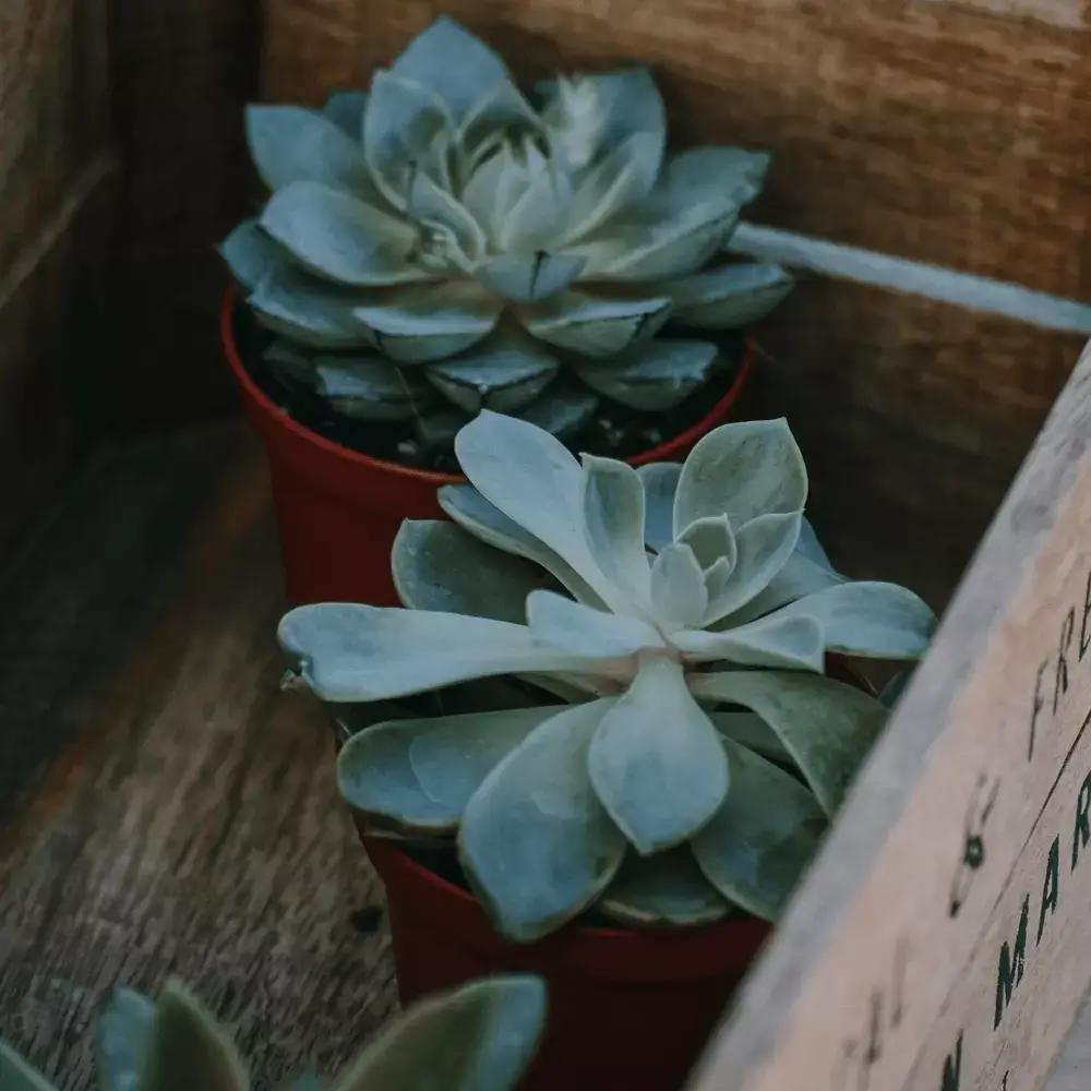 plantas y jardín